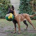 Mechelse Herder