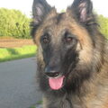 Tervuerense Herder