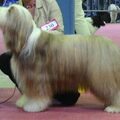 Bearded Collie