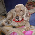 Field Spaniel