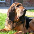 Bloedhond