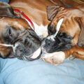 Boxer