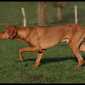 Vizsla (Hongaarse staande hond)