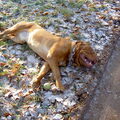 Bordeauxdog