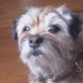 Border Terrier
