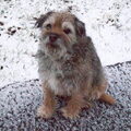 Border Terrier