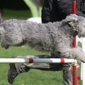Pumi