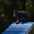 Pumi