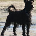 Pumi