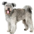 Pumi