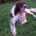 Duitse Staande Hond, Langhaar