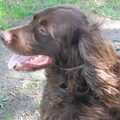 Duitse Staande Hond, Langhaar