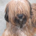 Briard
