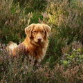 Nova Scotia Duck Tolling Retriever