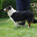 Australian Shepherd