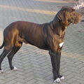 Duitse Dog