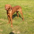 Vizsla (Hongaarse staande hond)