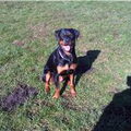 Rottweiler