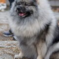 Keeshond, Grijze