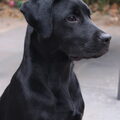 Labrador