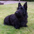 Schotse Terrier