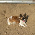 Vlinderhond