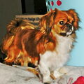 Tibetaanse Spaniel