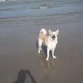 Noorse Buhund