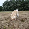 Noorse Buhund