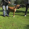 Fila Brasileiro