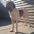Fila Brasileiro
