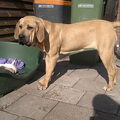 Fila Brasileiro