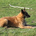 Laekense Herder