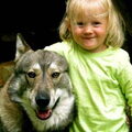 Laika, West Siberische