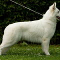 Zwitserse Witte Herder