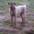 Anatolische herder