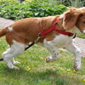 Welsh Springer Spaniel