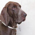 Bracco Italiano