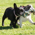 Maica en Laky an het spelen in het Park 