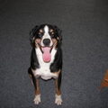 Appenzeller Sennenhond