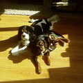 Cavalier King Charles Spaniel