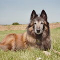 Tervuerense Herder
