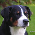 Appenzeller Sennenhond