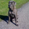 Mastino Napoletano