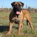 Boerboel