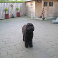 Labradoodle