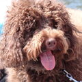 Labradoodle