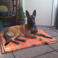 Mechelse Herder