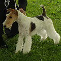 Foxterrier, draadhaar