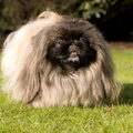 Pekingees